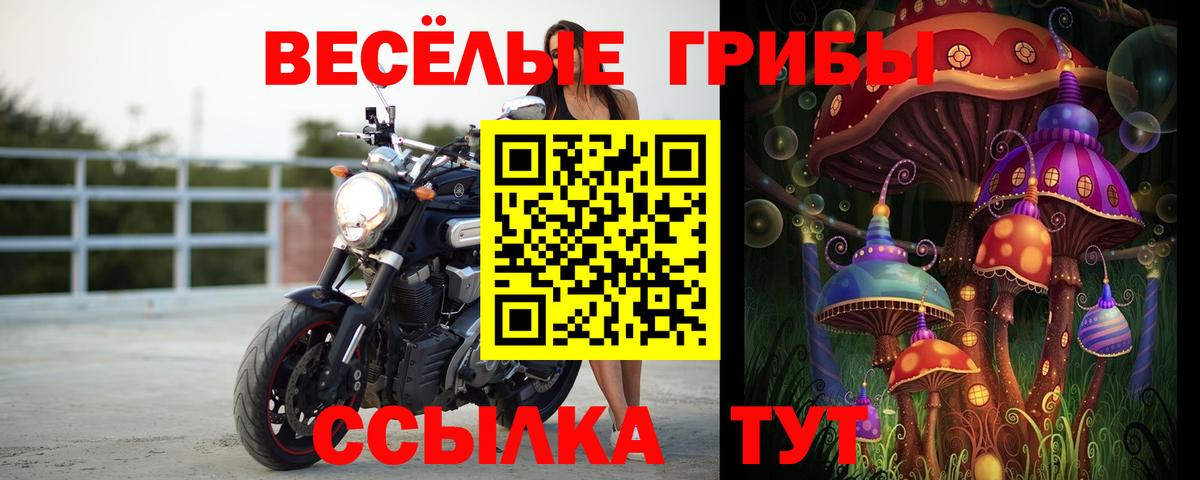 Камышлов  Галлюциногенные грибы прущие грибы  Вход с VPN  Псилоцибиновые грибы GOLDEN TEACHER 
